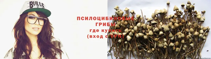 Псилоцибиновые грибы Psilocybine cubensis  даркнет сайт  Бор 